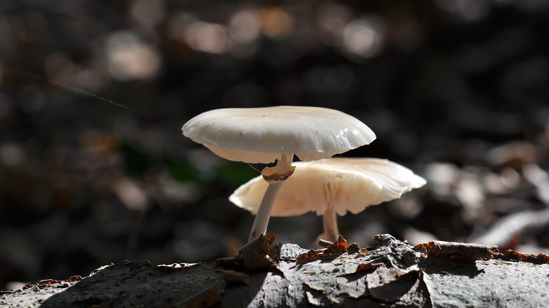 Mushrooms (11)