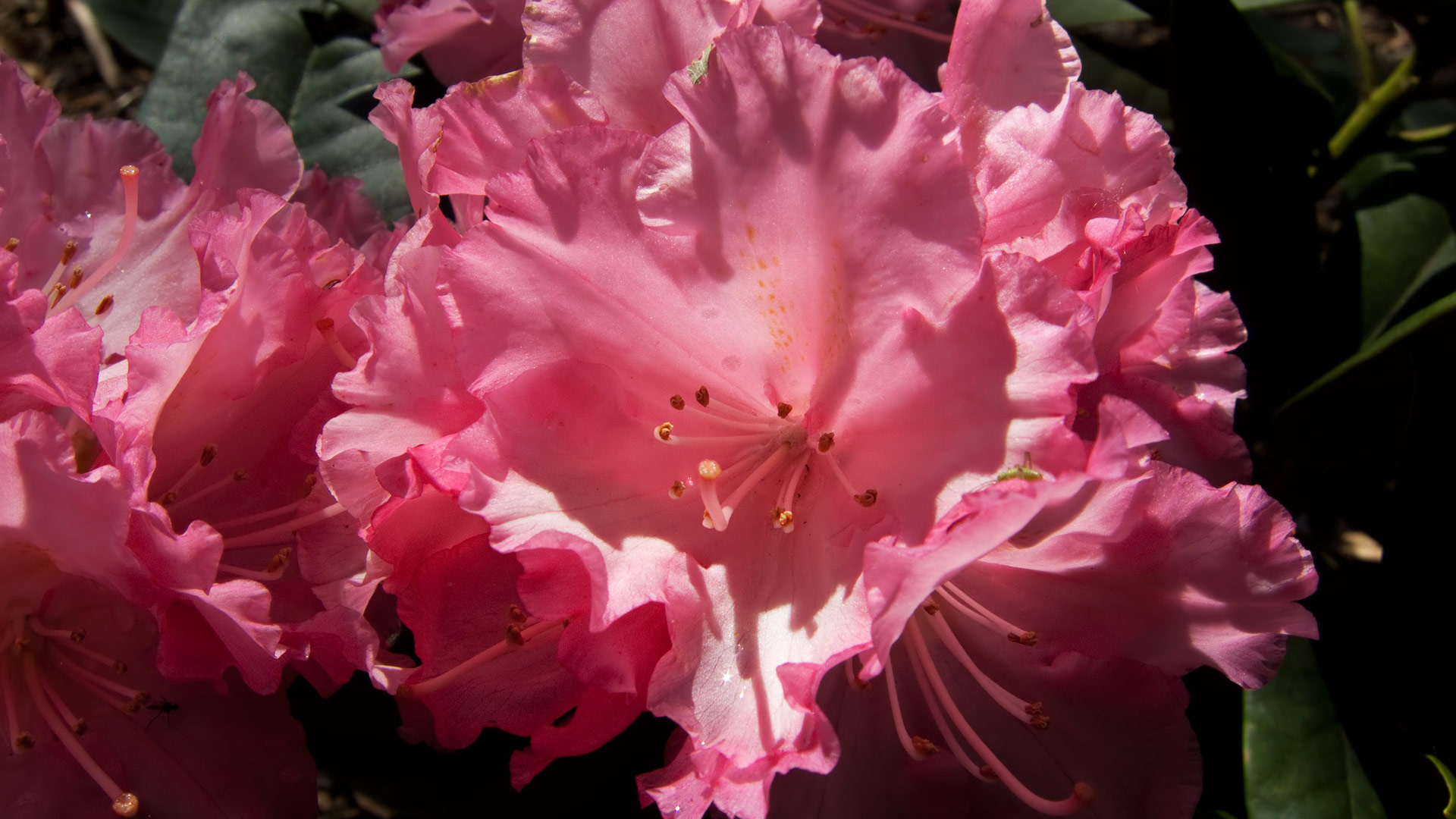 Rhododendron (8)